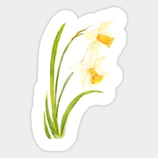 2 daffodils watercolor painting Sticker